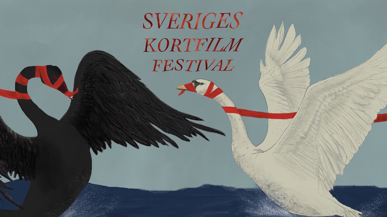 Svart och vit svan har dragkamp om rött band