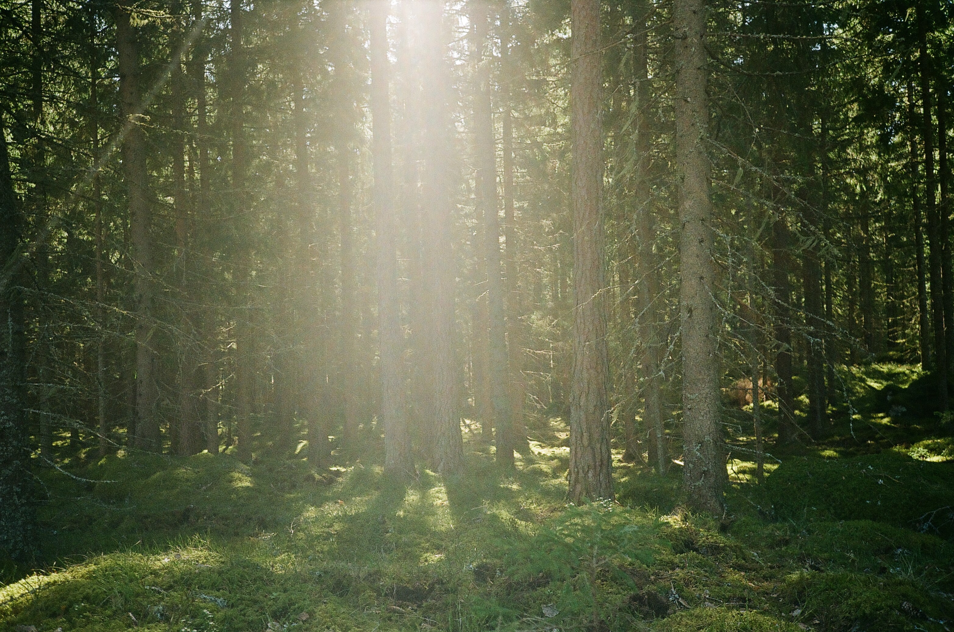 Tallskog med mossa och solstrålar som silar mellan grenarna