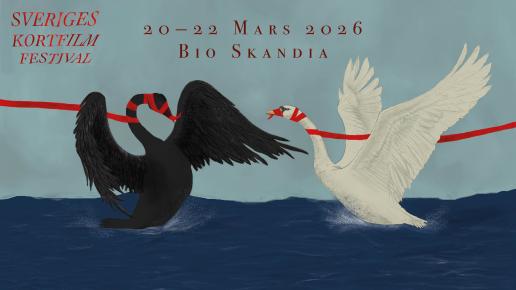 en svart och en vit svan kämpar om ett rött band