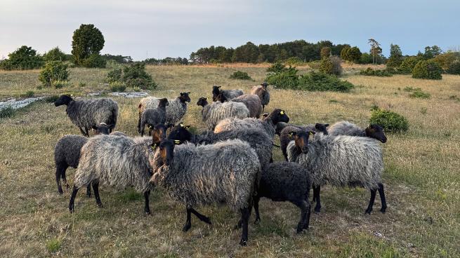får i flock på en äng